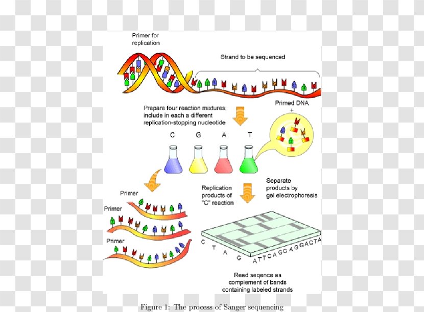 Human Genome Project DNA Sequencing Sanger - Massive Parallel Transparent PNG