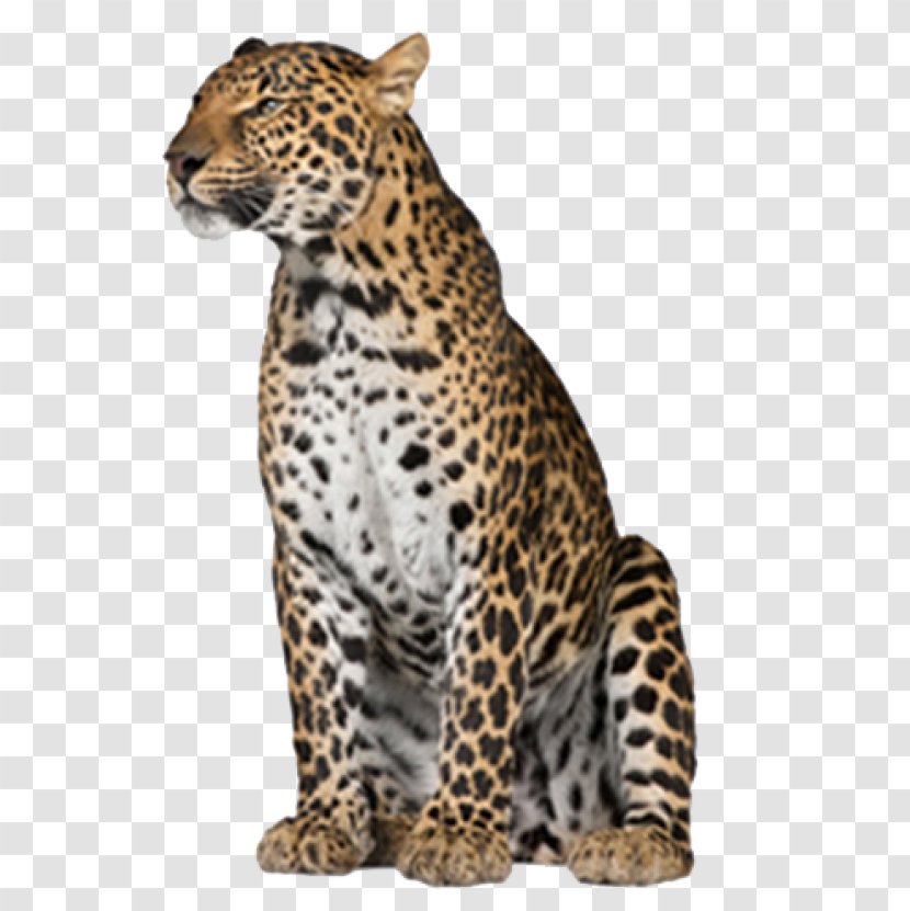 Leopard Felidae Image Desktop Wallpaper Transparent PNG