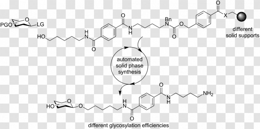 3-Methylglutaconyl-CoA Beta-Hydroxy Beta-methylbutyryl-CoA Beta-methylbutyric Acid Leucine Methylglutaconyl-CoA Hydratase - Paper - Abstract Figure Shows Transparent PNG