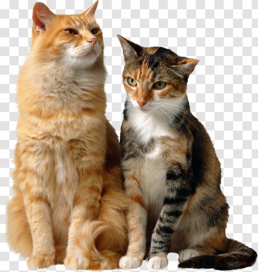 Savannah Cat Feral Kitten Food Felidae - Like Mammal - Cats Transparent PNG