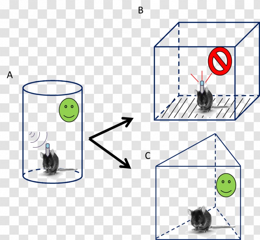 Fear Conditioning Rat Condicionamento Mouse - Optogenetics Transparent PNG