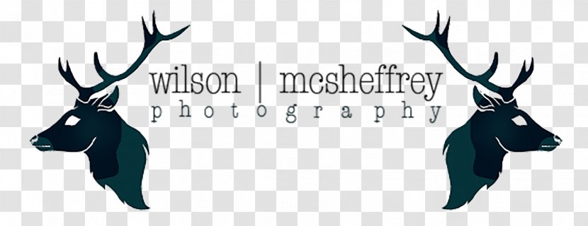 Wilson McSheffrey Photography Photographer Wedding - Antler Transparent PNG