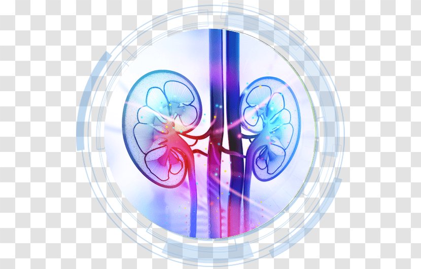 Hemodialysis Kidney Transplantation Hospital - Specialty Transparent PNG