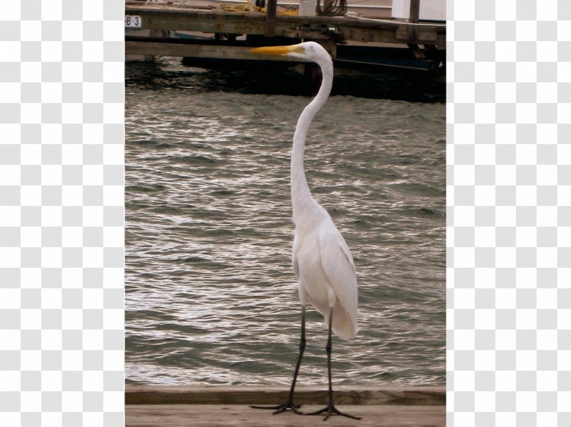 Great Egret Bird Water Island, U.S. Virgin Islands Crane - Tree Transparent PNG