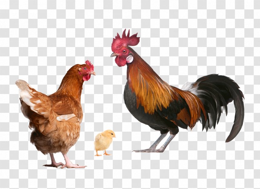 Urban Chicken Poultry Farming Rooster - Fowl Transparent PNG