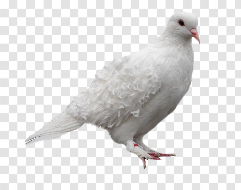 Pigeons And Doves Stock Dove Domestic Pigeon Bird Clip Art Transparent PNG