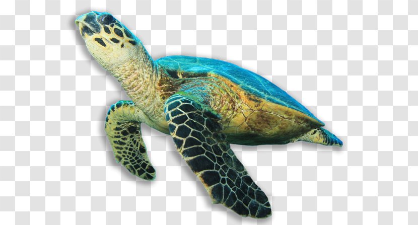 Hawksbill Sea Turtle Green - Tortuga Transparent PNG