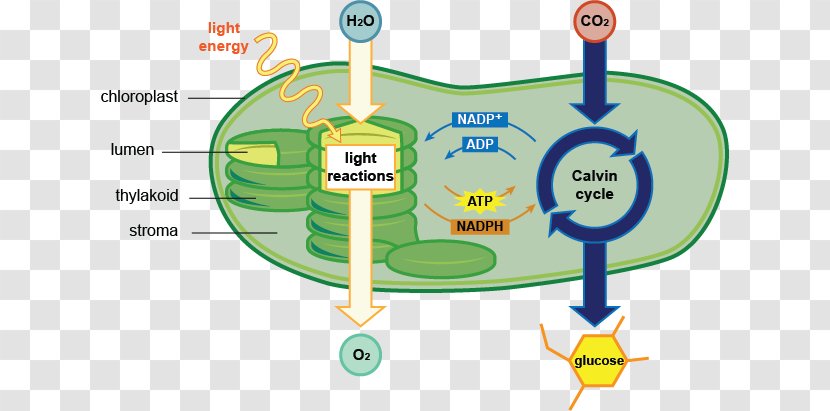 Photosynthesis Chloroplast Cell Diagram Chlorophyll - Biology - Aquatic Plants Transparent PNG
