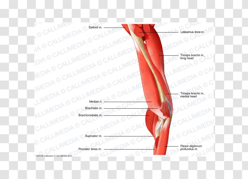 Elbow Finger Triceps Brachii Muscle Human Anatomy - Frame - Arm Transparent PNG
