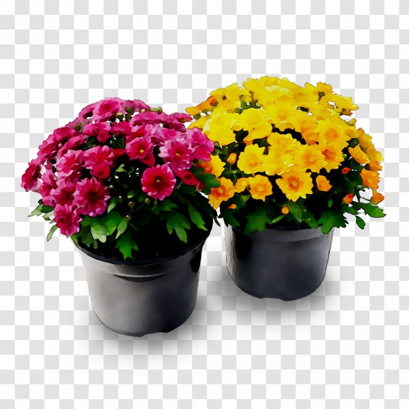 Chrysanthemum Flowerpot Cut Flowers Houseplant Annual Plant - Yellow Transparent PNG