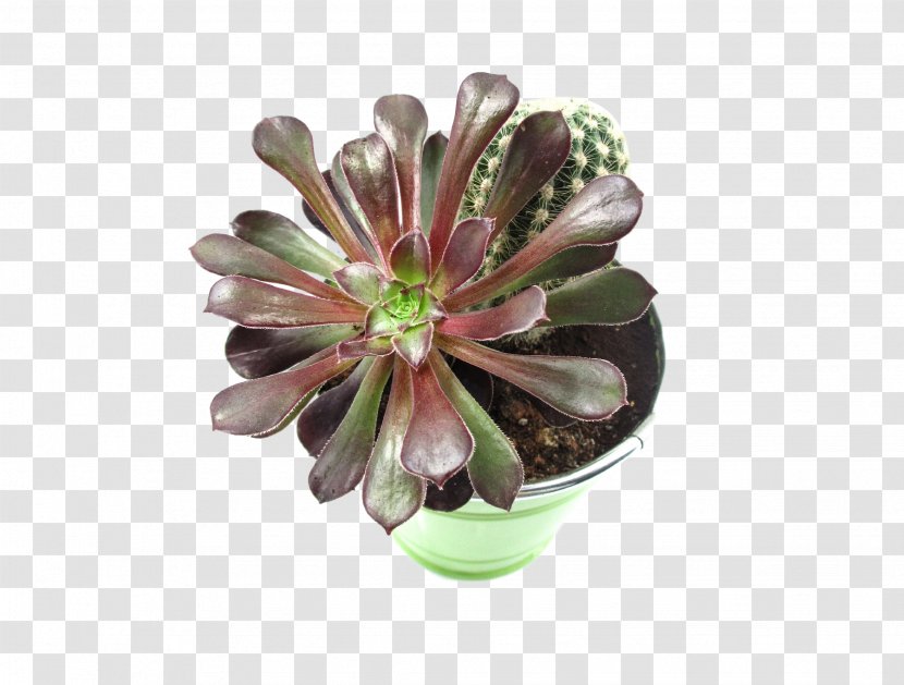 Cactaceae Flower Plant Leaf Green - Petal - Succulent Transparent PNG