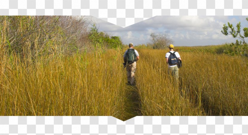 Everglades National Park Hiking - Landscape Transparent PNG
