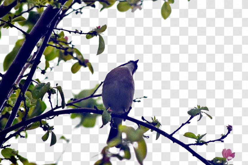 Bird Tree Euclidean Vector - Fauna - Birds Transparent PNG