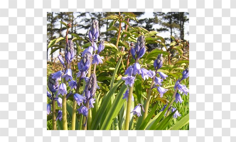 Hyacinth Spanish Bluebell Common Scilla Terra Ceia Farms - Flowering Plant - Bulb Transparent PNG