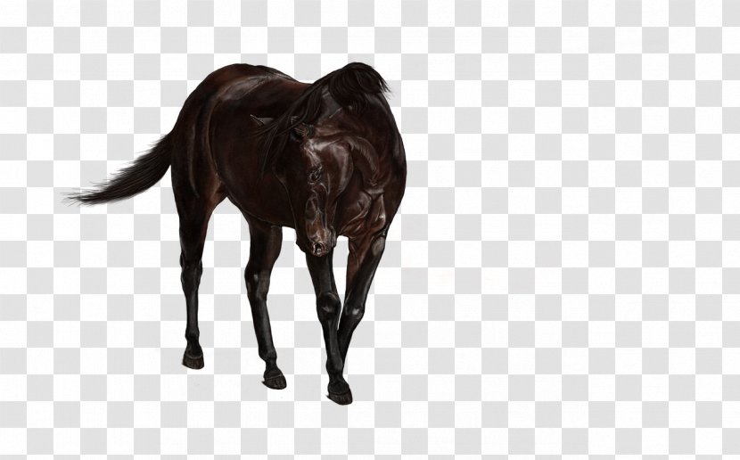 American Paint Horse Stallion Mare Pony Mustang - Satono Crown Transparent PNG