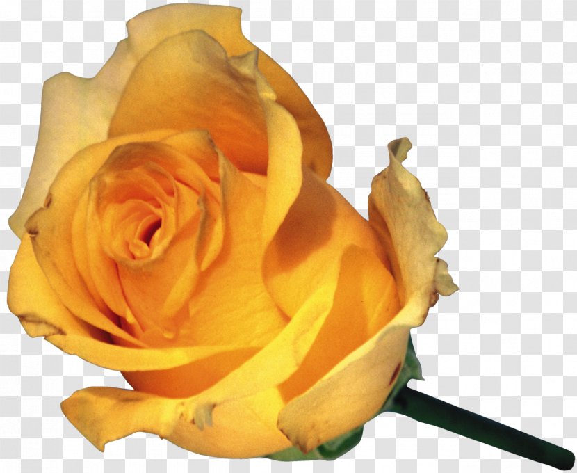 Flower Garden Roses Bud Yellow Rosa Foetida - Rose Transparent PNG