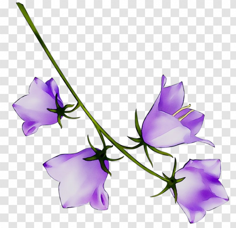 Cut Flowers Plant Stem Branch Herbaceous - Flowering Transparent PNG