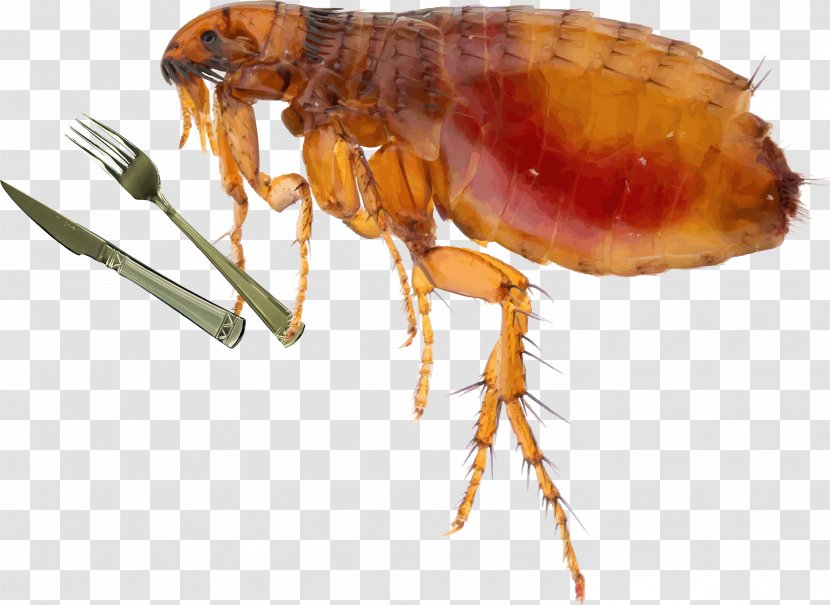 Cat Insect Fleas And Flea Control Dog - Household Repellents Transparent PNG