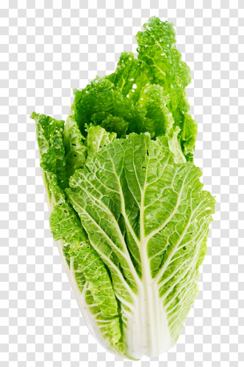 Romaine Lettuce Celtuce Butterhead Vegetable - Savoy Cabbage - Leaf Transparent PNG