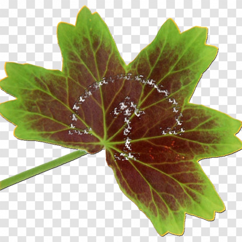 Stock Photography Image Leaf Illustration - Plant - Bonsai Icon Transparent PNG