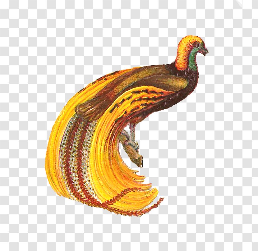 Bird Feather Clip Art - Website - Free Victorian Clipart Transparent PNG
