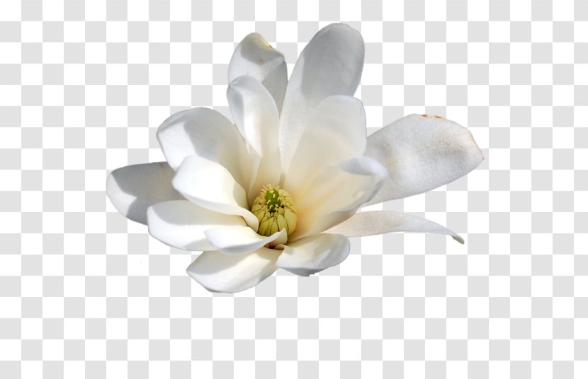 Image Gratis Photograph Cape Jasmine Graphics - Gardenia - Aerophone Business Transparent PNG