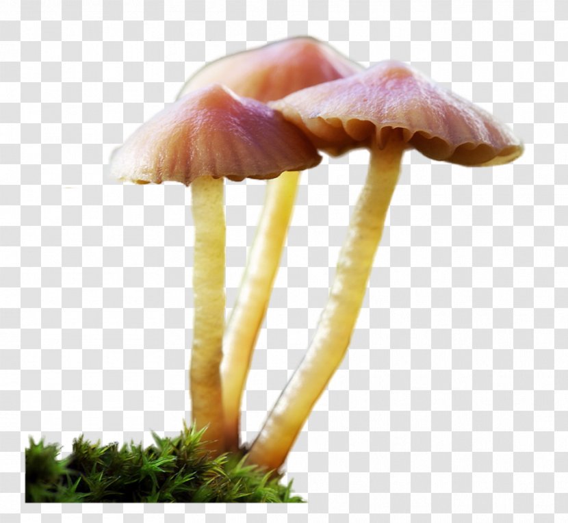 Edible Mushroom Agaricaceae - Girly Border Transparent PNG