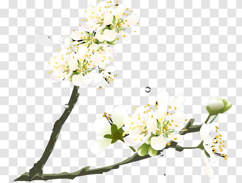 Flower Plum Blossom Petal - Twig Transparent PNG