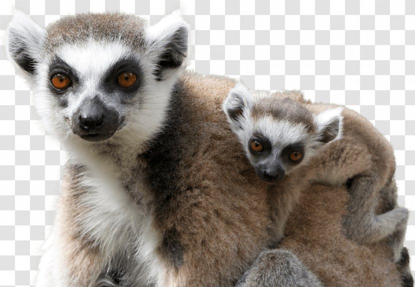 Black-and-white Ruffed Lemur National Zoo & Aquarium Australia Primate - Fauna - Otter Transparent PNG