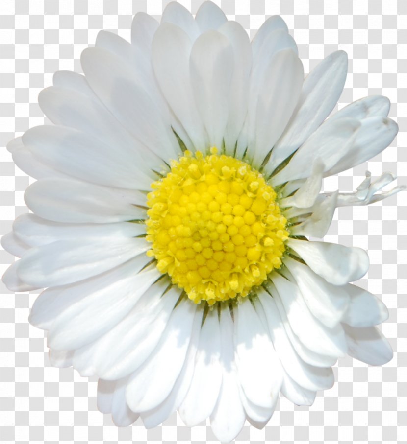Common Daisy Flower Floristry Lilium Transvaal - White Transparent PNG