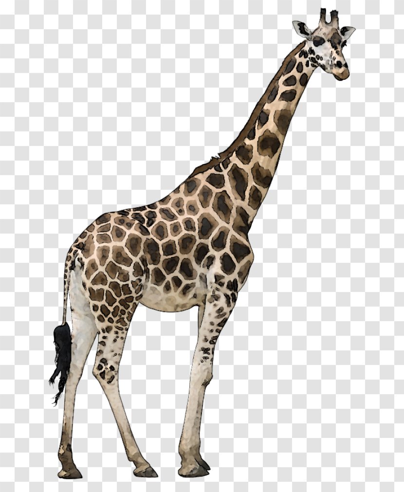 Reticulated Giraffe Stock Photography Masai Ruminant Even-toed Ungulate - Terrestrial Animal Transparent PNG