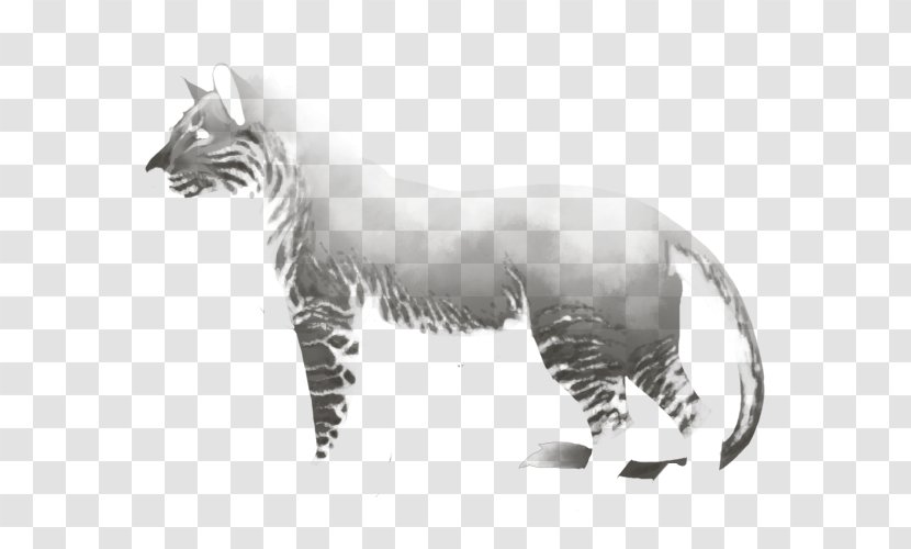 Whiskers Tiger Cat Drawing Terrestrial Animal - Tail Transparent PNG