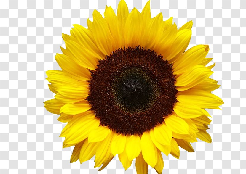 Clip Art - Pollen - Sunflowers Image Transparent PNG