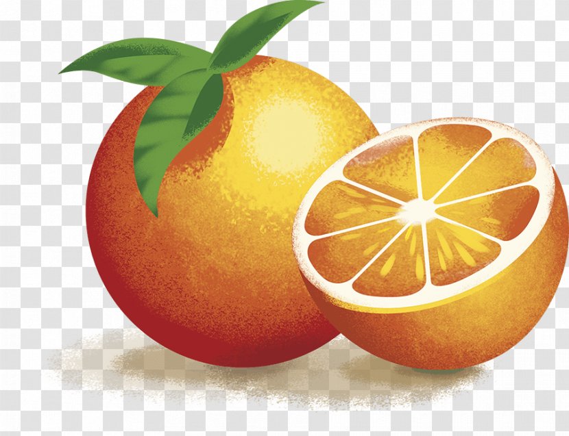 Blood Orange Clementine Grapefruit Lemon Mandarin - Rangpur Transparent PNG