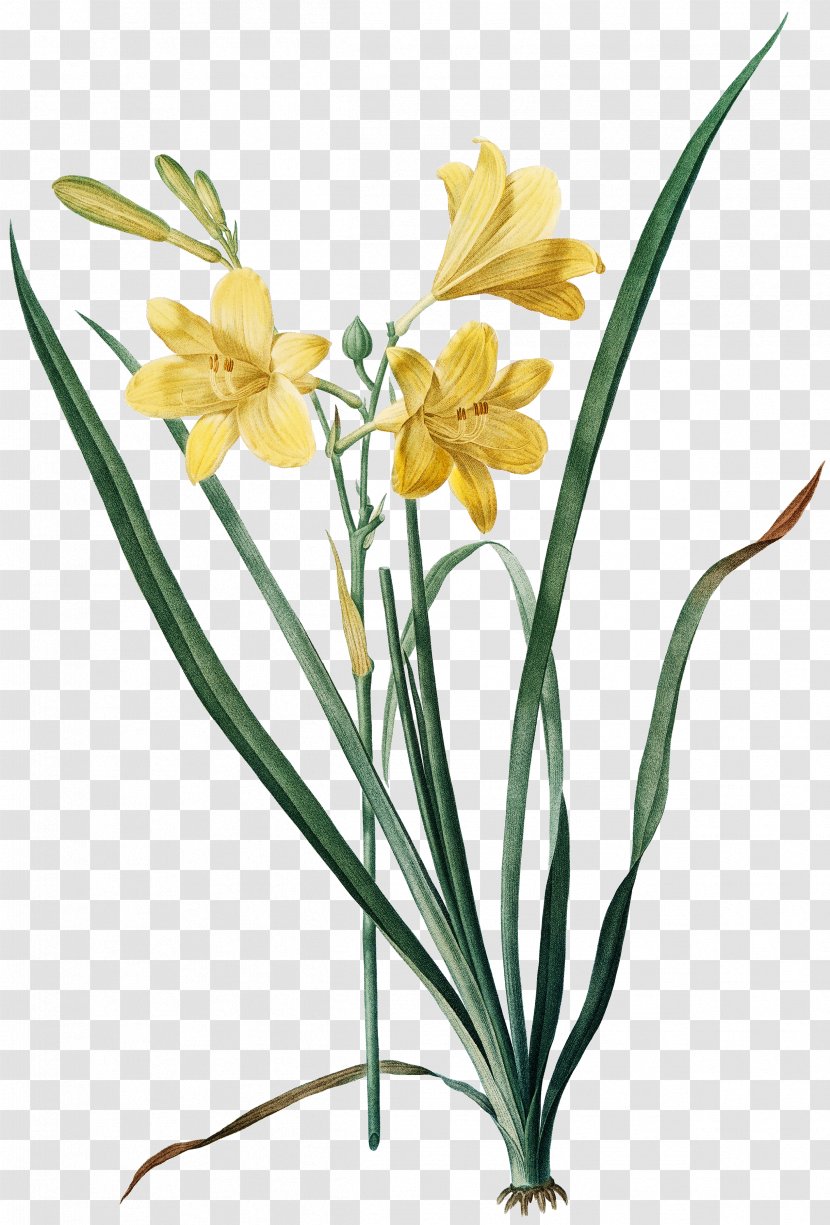 Fleurs Botanical Illustration Painting Painter - Lily Transparent PNG