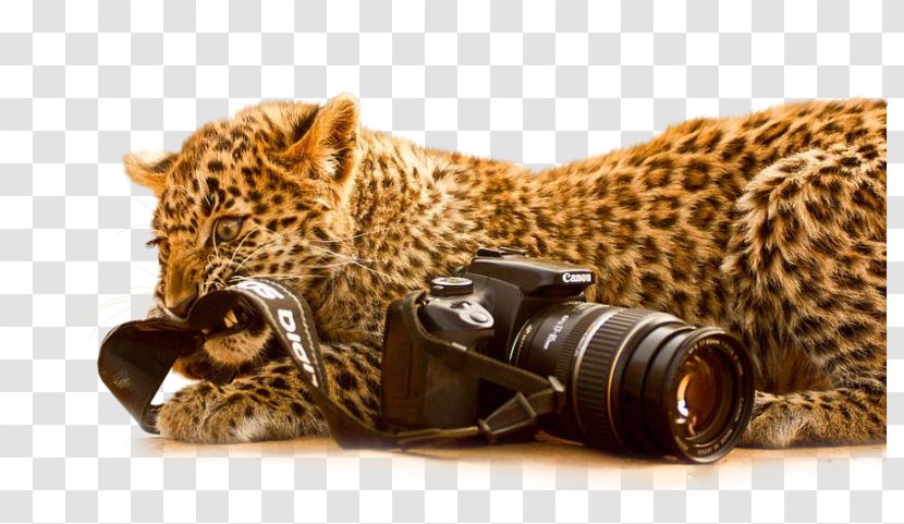 Leopard Cheetah Ranthambore National Park Black Panther Jaguar - Big Cats Transparent PNG