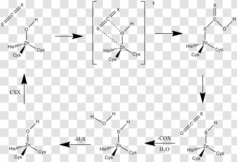 Carbon Disulfide Hydrolase Lewis Structure - Mechanism Transparent PNG