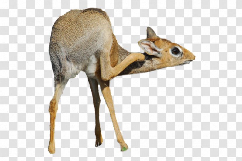Antelope Dik-dik White-tailed Deer Animal - Fawn - Dikdik Transparent PNG