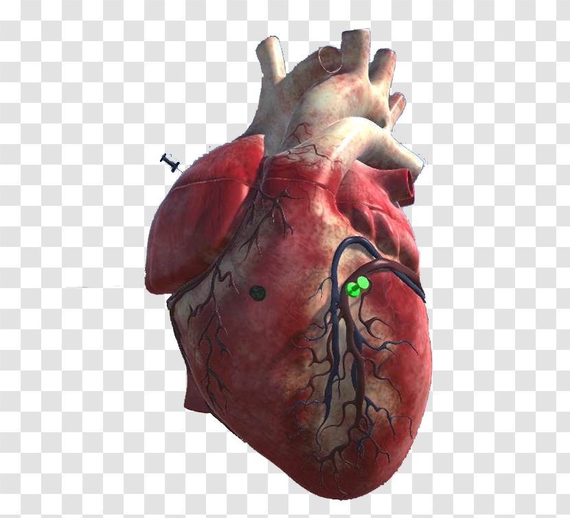 Organism - Heart - 3d Transparent PNG