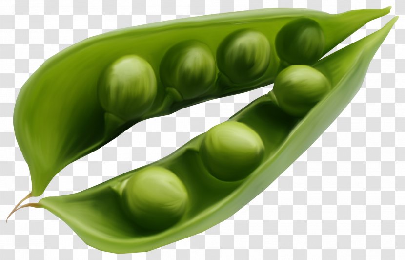 Pea Vegetable Bean Legume Clip Art - Commodity - Black Beans Transparent PNG