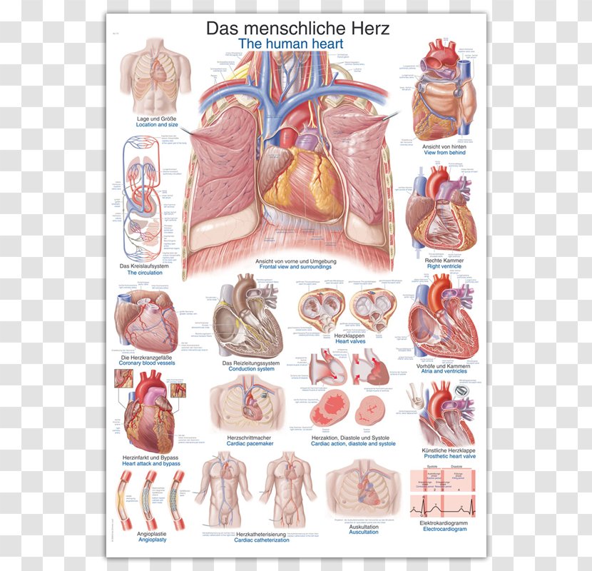 Anatomy Human Heart Body The Skeleton - Watercolor - Wall Chart Transparent PNG