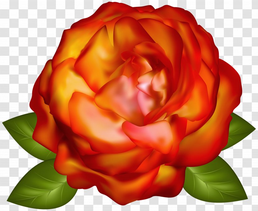 Garden Roses Desktop Wallpaper Computer Graphics - Rose Family Transparent PNG
