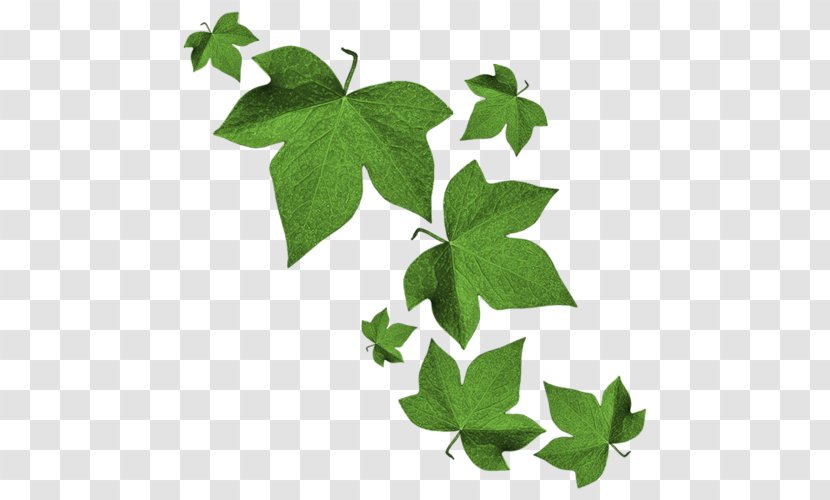 Maple Leaf Green - Herbalism Transparent PNG