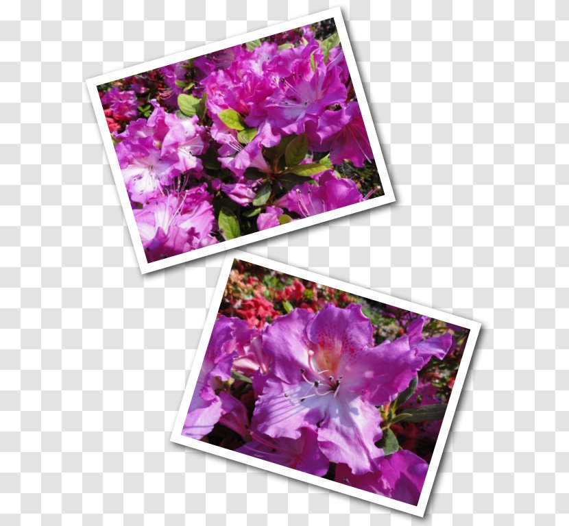 Flower Lilac Violet Purple Floral Design - Flora - Mother Bee Transparent PNG