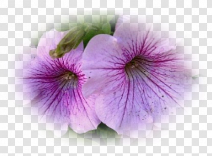 Crane's-bill Close-up - Violet - Petunias Transparent PNG
