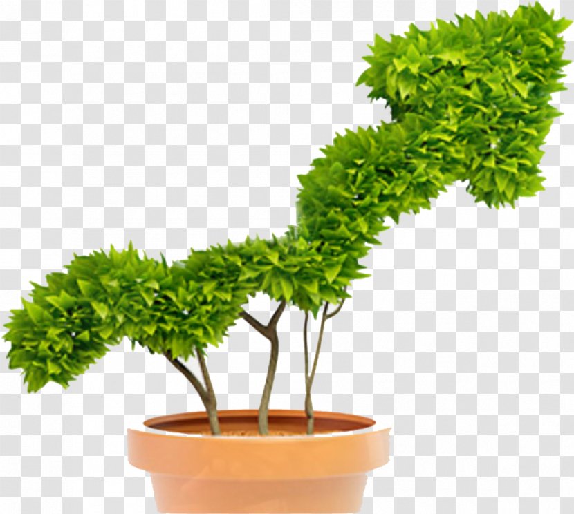 Green Grass Background - Accounting - Plant Stem Shrub Transparent PNG