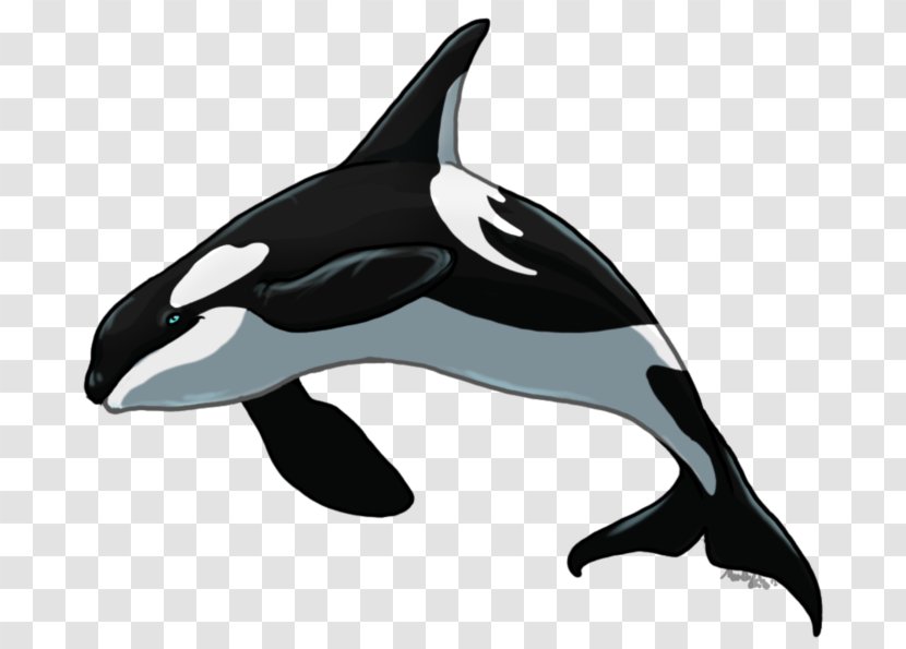 Killer Whale Short-beaked Common Dolphin Rough-toothed Tucuxi White-beaked - Mongolian Wolf Transparent PNG