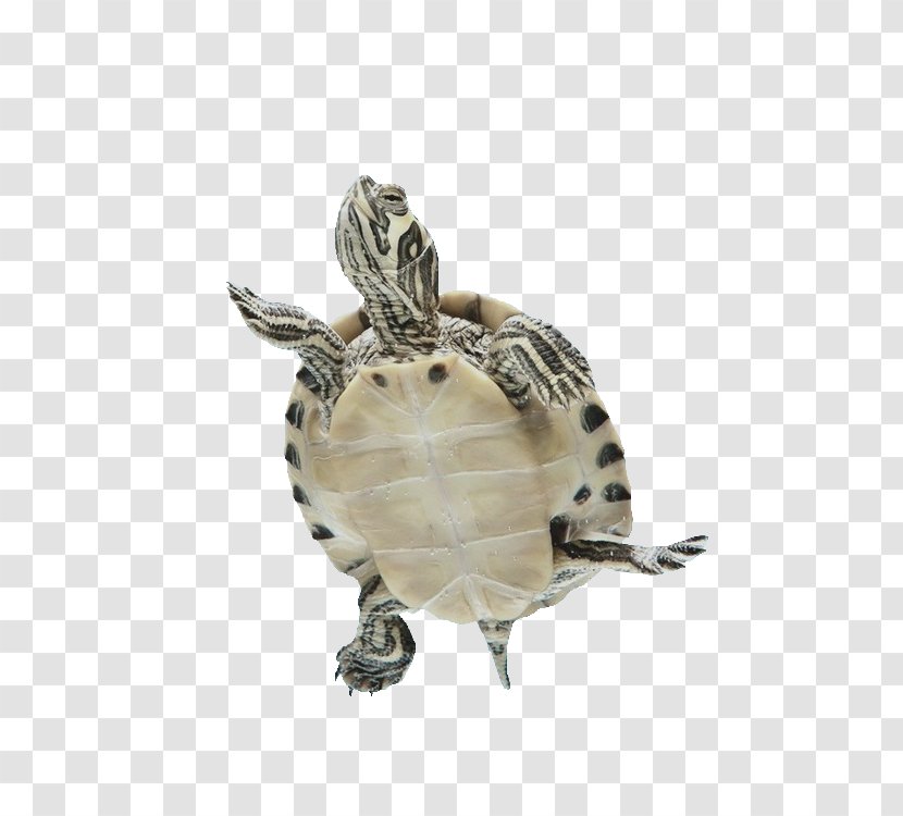 Box Turtles Sea Turtle Tortoise Reptile - Seaturtle Transparent PNG