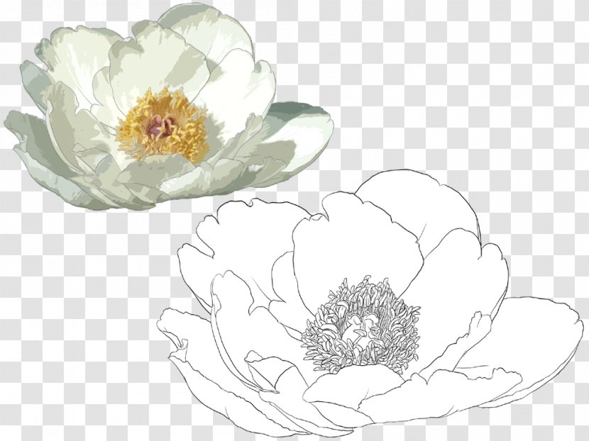 Nelumbo Nucifera Illustration - Floristry - Hand-painted Lotus Transparent PNG