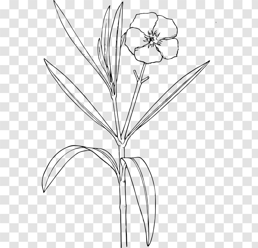 Oleander Drawing Flower Shrub Clip Art - Flora Transparent PNG